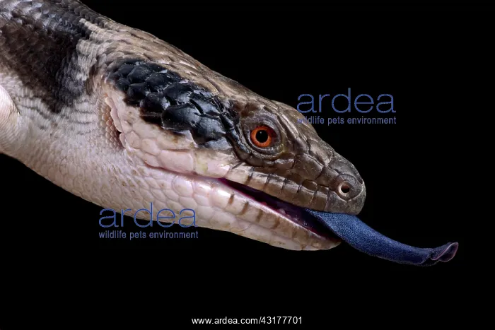 : Western blue-tongued skink (Tiliqua occipitalis) : Western blue-tongued skink (Tiliqua occipitalis)