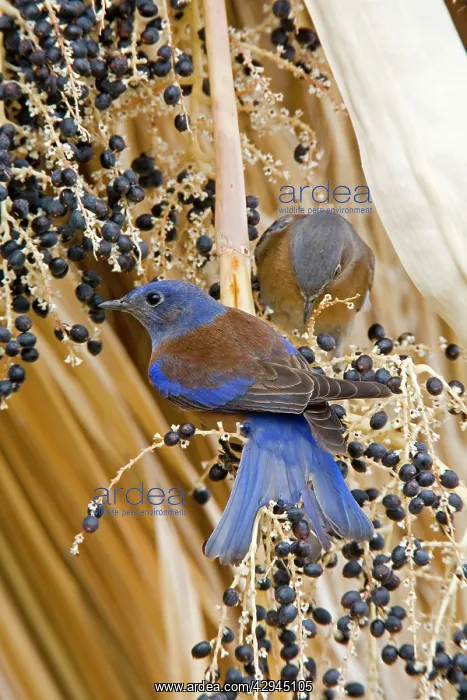 : Western Bluebird : Western Bluebird