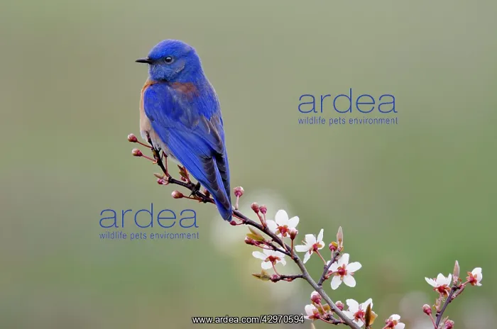 : Western Bluebird : Western Bluebird