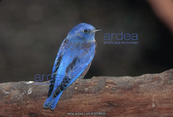 : Western Bluebird : Western Bluebird