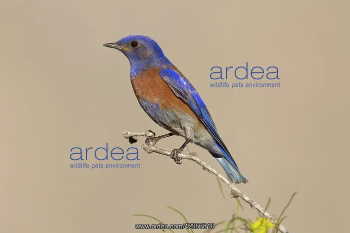 : Western Bluebird - adult male : Western Bluebird - adult male