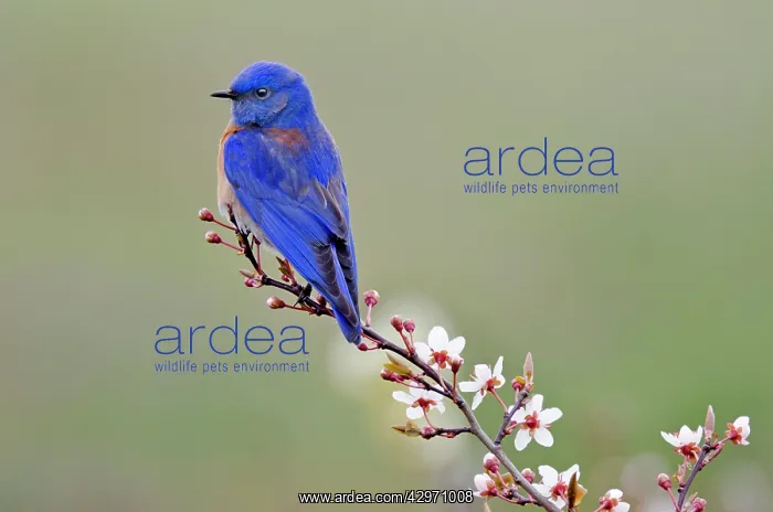 : Western Bluebird - early Spring : Western Bluebird - early Spring