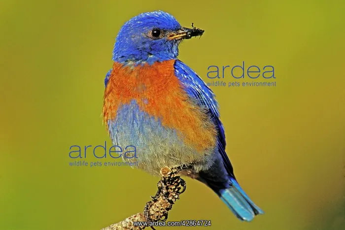 : Western bluebird - Male : Western bluebird - Male