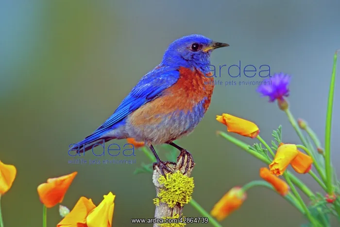 : Western Bluebird - male : Western Bluebird - male