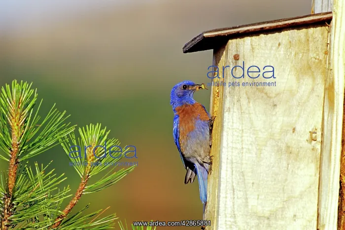 : Western Bluebird - Male, bringing insect back to : Western Bluebird - Male, bringing insect back to