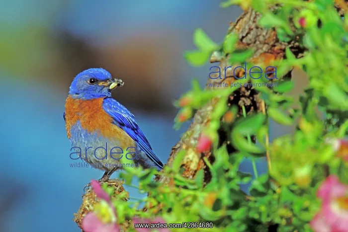  : Western bluebird - Male with insect on perch surrounded