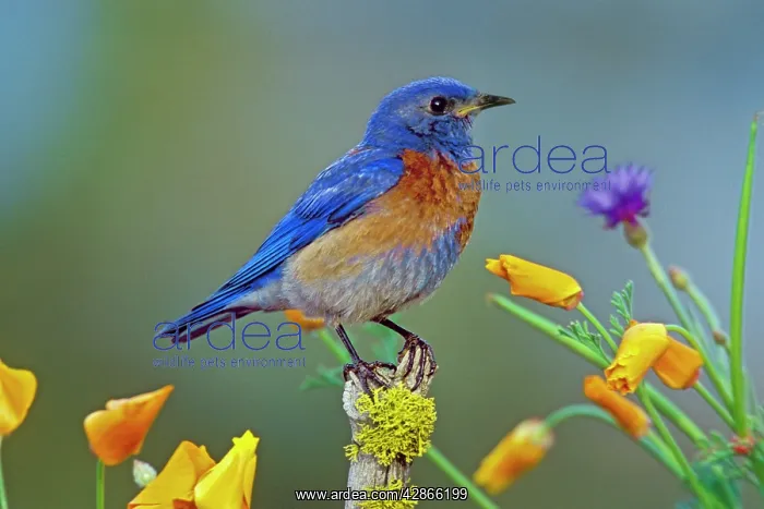  : Western Bluebird - Male, May