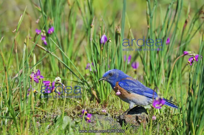 : Western Bluebird - male - amongst Shooting Stars : Western Bluebird - male - amongst Shooting Stars