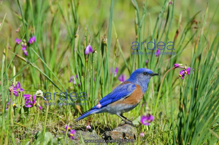 : Western Bluebird - male - amongst Shooting Stars : Western Bluebird - male - amongst Shooting Stars