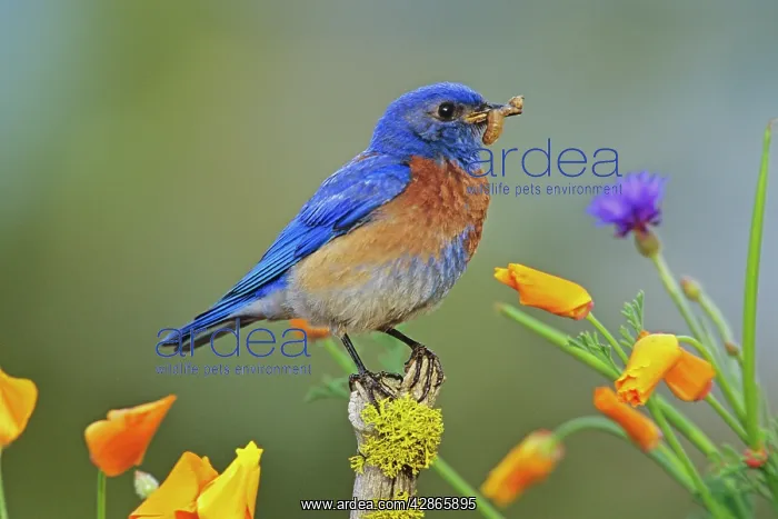 : Western Bluebird - Male, with worm or larva it : Western Bluebird - Male, with worm or larva it