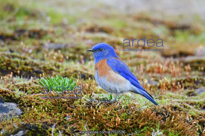 : Western Bluebird - on rocky outcropping covered : Western Bluebird - on rocky outcropping covered