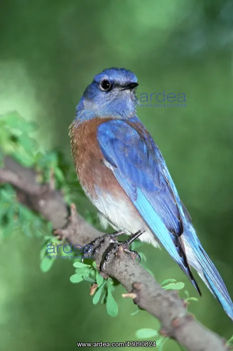 : Western Bluebird (Sialia mexicana) : Western Bluebird (Sialia mexicana)