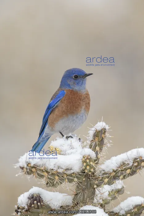 : Western Bluebird - Sialia mexicana - Male in winter : Western Bluebird - Sialia mexicana - Male in winter