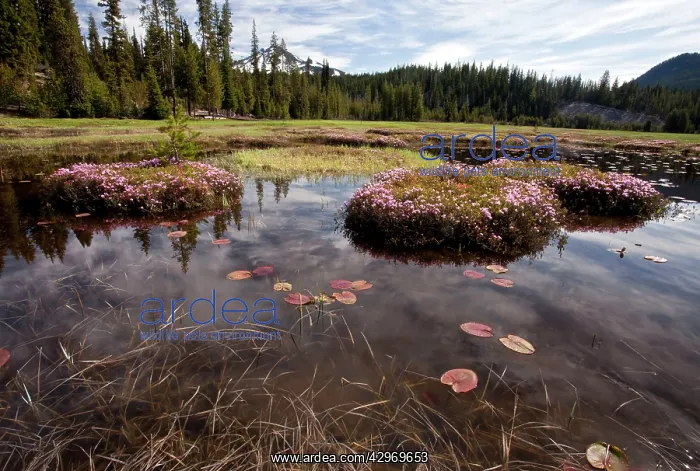 : Western Bog Laurel - on hummocks in Sparks Lake : Western Bog Laurel - on hummocks in Sparks Lake