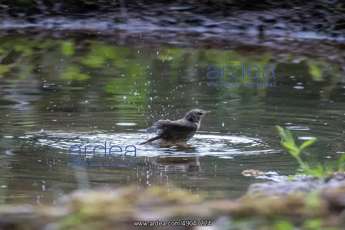 : WESTERN BONELLI'S WARBLER : WESTERN BONELLI'S WARBLER