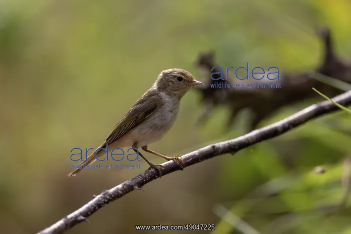 : WESTERN BONELLI'S WARBLER : WESTERN BONELLI'S WARBLER