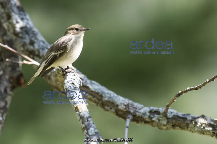 : Western Bonelli's warbler (Phylloscopus bonelli) : Western Bonelli's warbler (Phylloscopus bonelli)