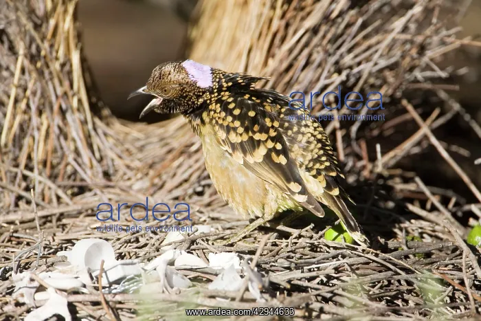 : Western Bowerbird - Near its bower in Olive Pink : Western Bowerbird - Near its bower in Olive Pink