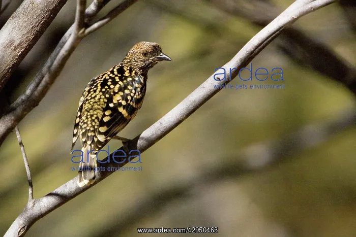 : Western Bowerbird - Olive Pink Botanic Gardens : Western Bowerbird - Olive Pink Botanic Gardens