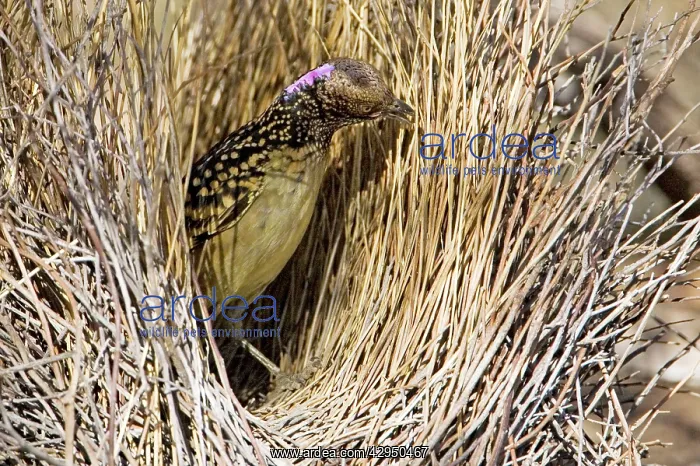 : Western Bowerbird - Placing a stick in its bower : Western Bowerbird - Placing a stick in its bower
