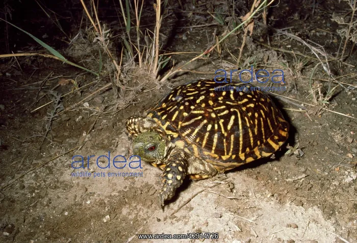 : WESTERN BOX TURTLE : WESTERN BOX TURTLE