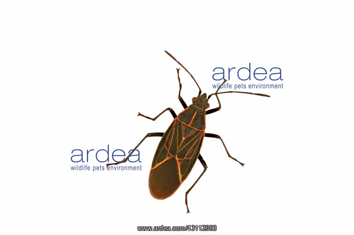 : Western Boxelder Bug : Western Boxelder Bug