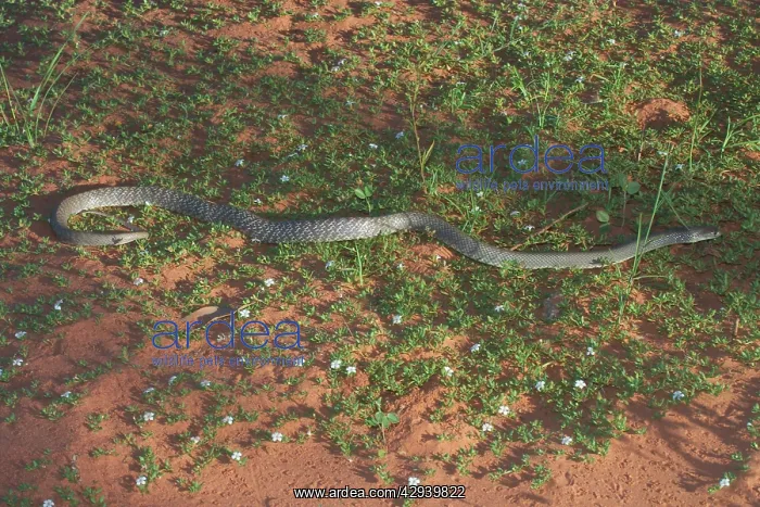 : Western Brown Snake : Western Brown Snake