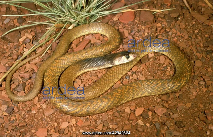 : Western brown snake (Gwardar) - juvenile : Western brown snake (Gwardar) - juvenile