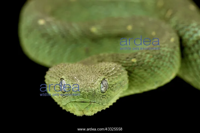 : Western Bush Viper (Atheris chlorechis), on black background : Western Bush Viper (Atheris chlorechis), on black background