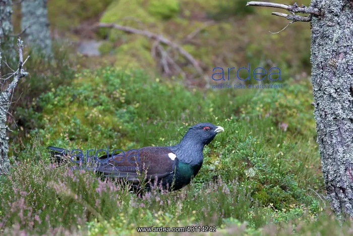 : Western Capercaillie : Western Capercaillie