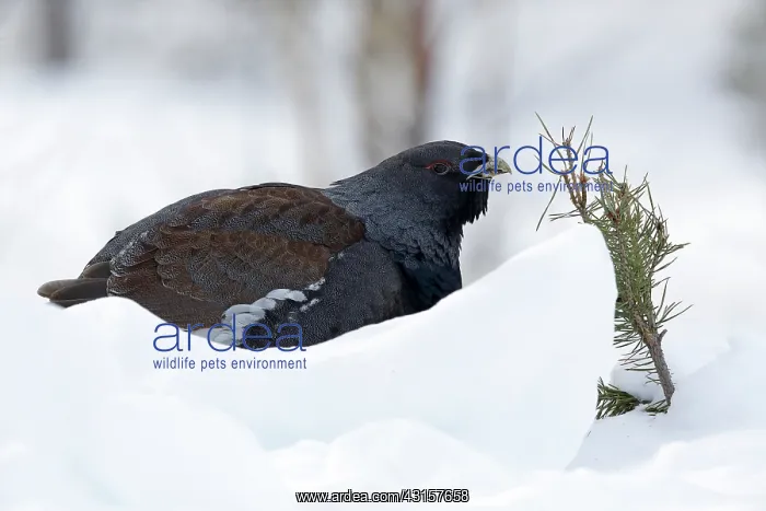 : Western Capercaillie : Western Capercaillie