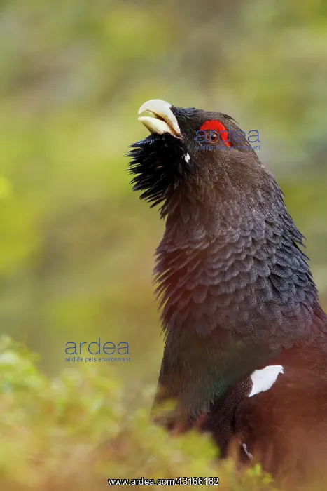 : Western Capercaillie : Western Capercaillie
