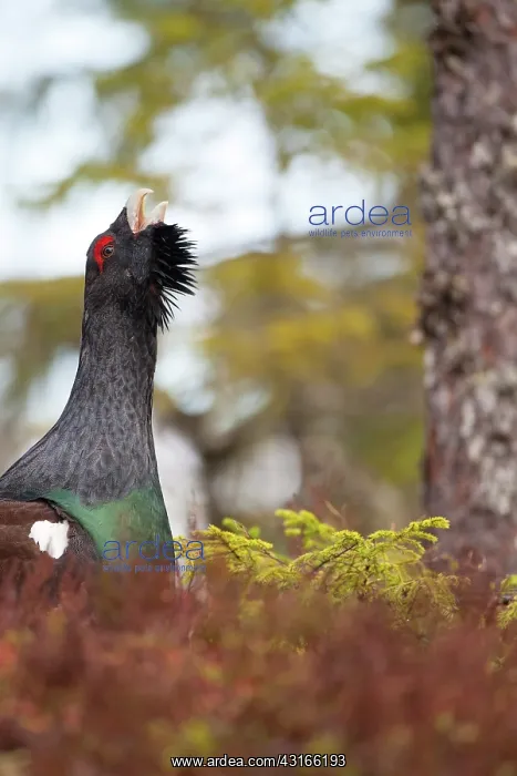 : Western Capercaillie : Western Capercaillie