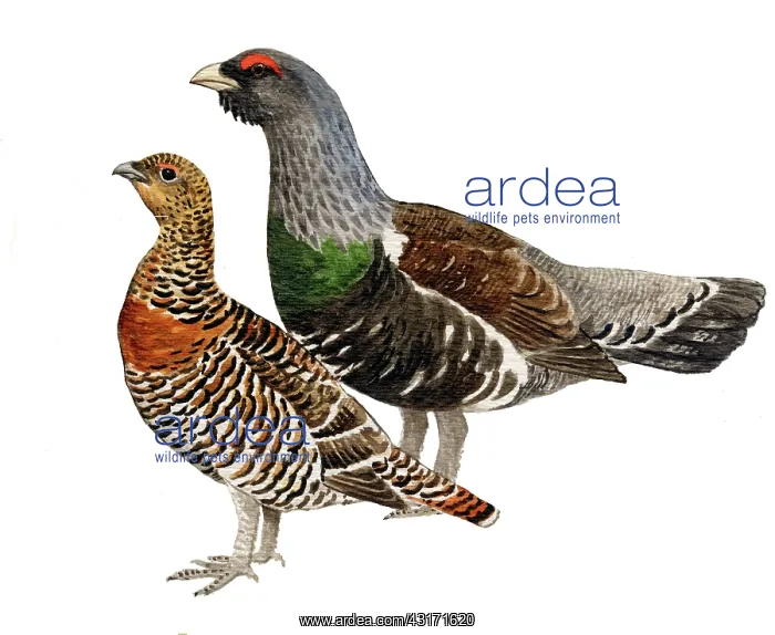 : Western Capercaillie : Western Capercaillie
