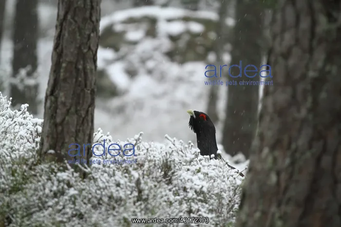 : Western Capercaillie (Tetrao urogallus) displaying : Western Capercaillie (Tetrao urogallus) displaying