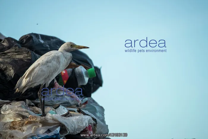 : Western Cattle Egret (Bubulcus ibis) on discharge : Western Cattle Egret (Bubulcus ibis) on discharge