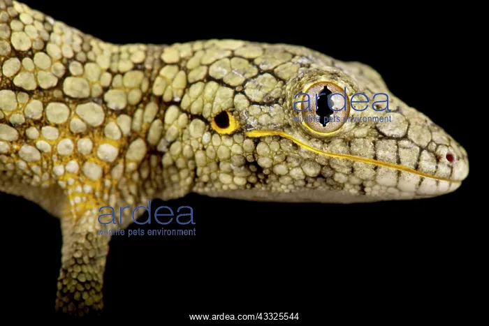 : Western Chameleon Gecko (Eurydactylodes occident : Western Chameleon Gecko (Eurydactylodes occident
