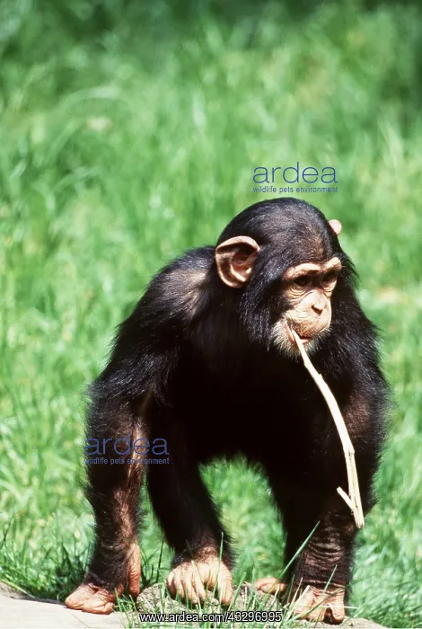 : Western CHIMPANZEE - carrying stick in mouth : Western CHIMPANZEE - carrying stick in mouth