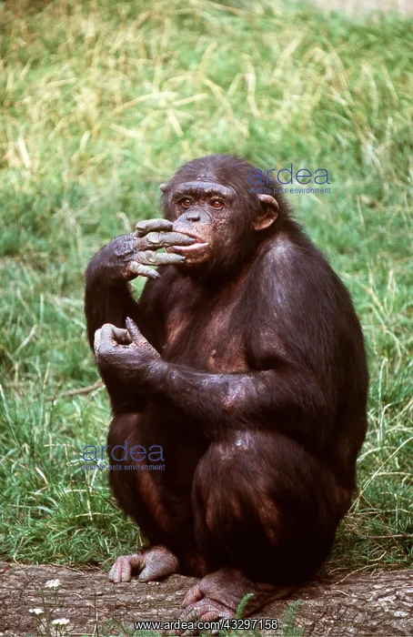 : Western CHIMPANZEE - with finger in mouth : Western CHIMPANZEE - with finger in mouth
