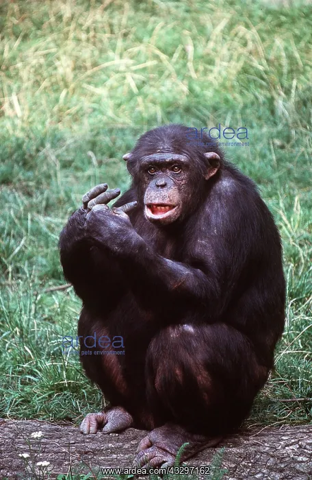 : Western CHIMPANZEE - sitting on ground : Western CHIMPANZEE - sitting on ground