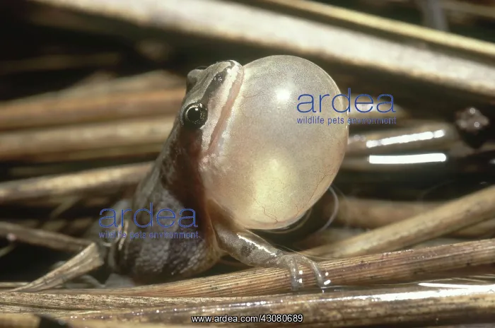 : Western Chorus Frog : Western Chorus Frog
