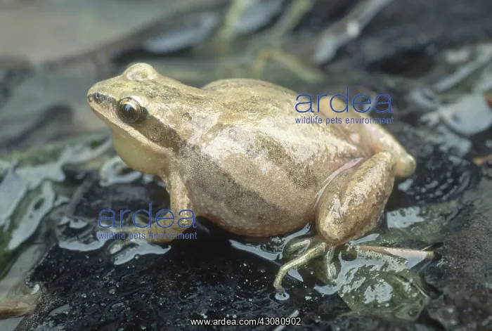 : Western Chorus Frog : Western Chorus Frog