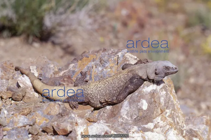 : Western Chuckwalla : Western Chuckwalla