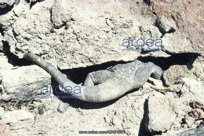 : Western Chuckwalla : Western Chuckwalla
