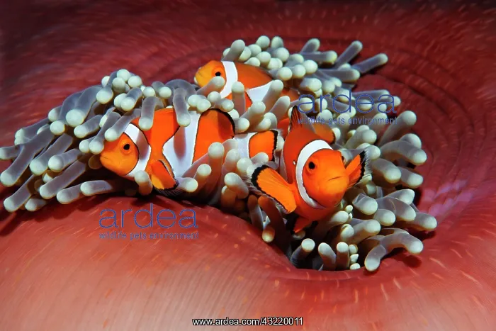  : Three Western clownfish (Amphiprion ocellaris) anemonefish