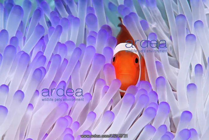 : Western Clownfish (Amphiprion ocellaris) in Magnificent : Western Clownfish (Amphiprion ocellaris) in Magnificent