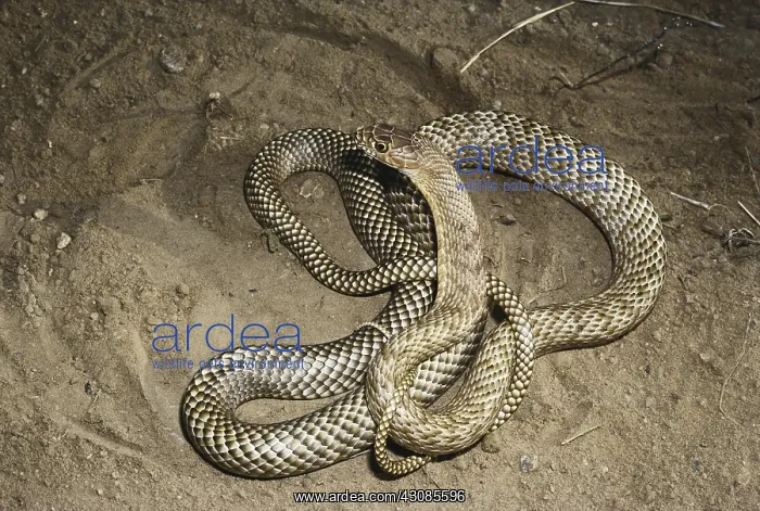 : Western Coachwhip : Western Coachwhip
