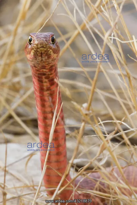 : Western Coachwhip (Masticophis flagellum) : Western Coachwhip (Masticophis flagellum)