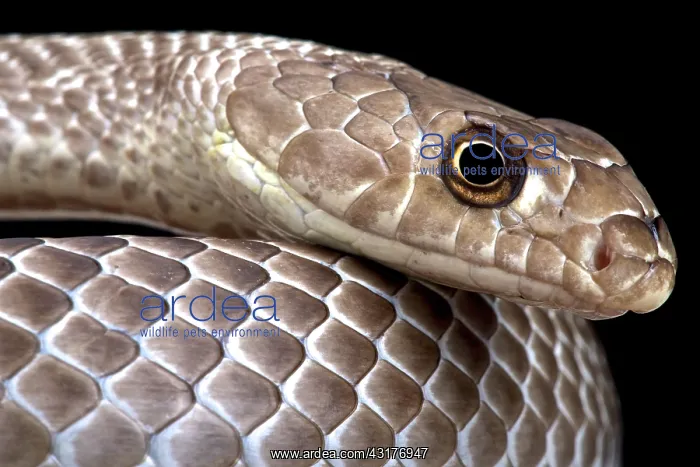 : Western coachwhip, (Masticophis flagellum testaceus) : Western coachwhip, (Masticophis flagellum testaceus)