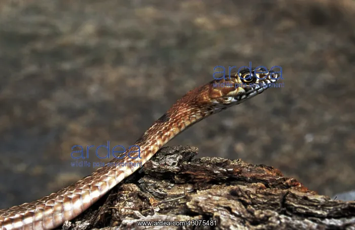 : Western Coachwhip Snake : Western Coachwhip Snake